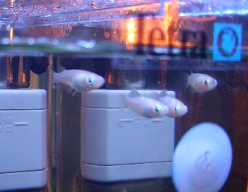 エビ水槽の白メダカ