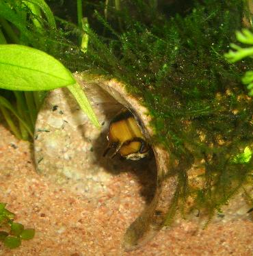 サザエ石巻貝 10.17