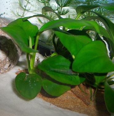 ナナに隠れるエビたち