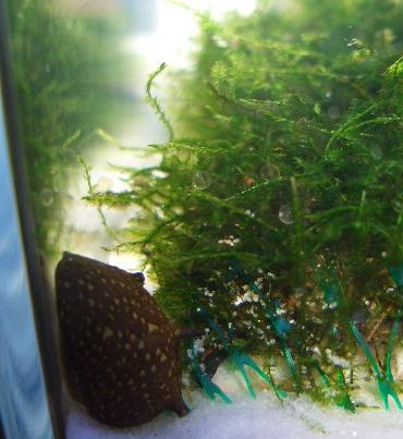 メダカの卵とサザエ石巻貝1