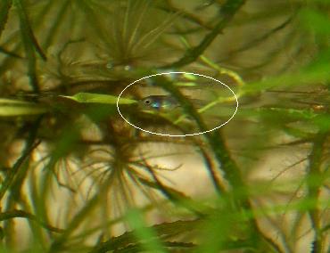 水面で泳ぐグッピー稚魚 1,16