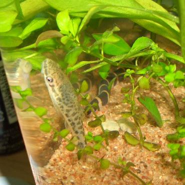 クーリーさんとオトシンくん 10.17