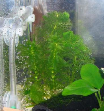 アナカリスの成長