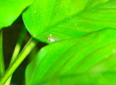 ナナの葉の上のグッピー稚魚 1,16