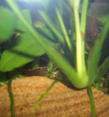 ナナに隠れてるチェリーさん