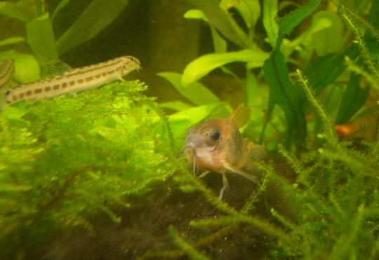 ベネオレパパとスジシマドジョウさん 9,30