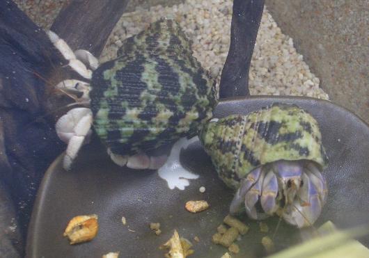 仲良く餌を食べていた藤くんと紫苑 4,25