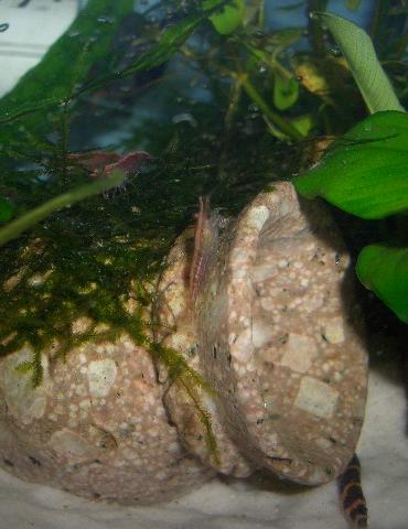 チェリーレッドシュリンプ 8.19