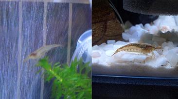 ミナミヌマエビ 5.6