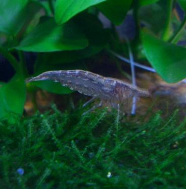 色黒ミナミヌマエビ