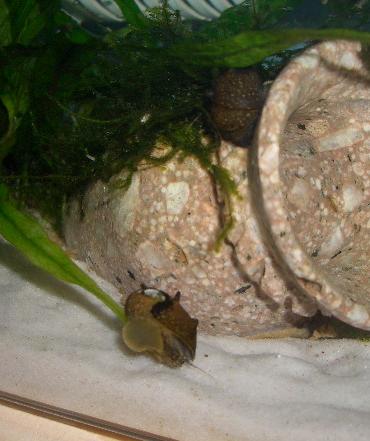 サザエ石巻貝 8.19