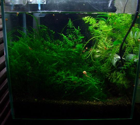 30cm水槽 1,1