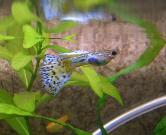 2ページ目の グッピー 卵胎生メダカ 私と小さな生き物たち 楽天ブログ 2ページ目の グッピー 卵胎生メダカ 私と小さな生き物たち 楽天ブログ