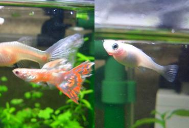 アルビノ・オールドファッソンモザイク・グッピー、白メダカ