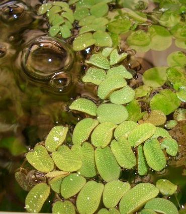 サンショウモ 8.19