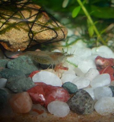 赤虫を食べる抱卵エビ