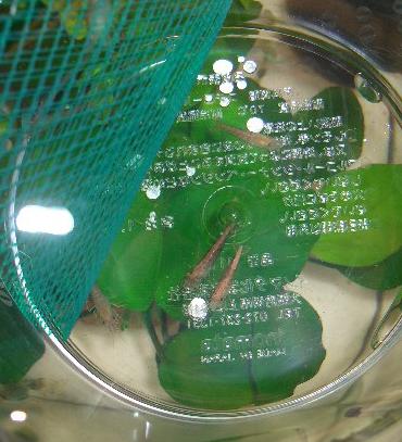 チェリーレッドシュリンプ 水合わせ中