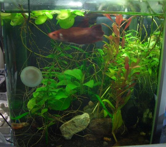 ベタ水槽 1,1
