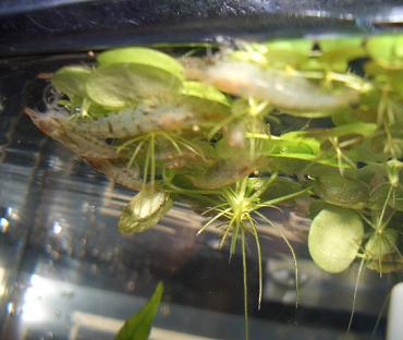 エビのお食事風景 7.26