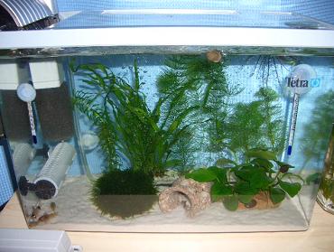 コリドラス水槽 6.18