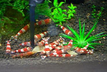 レッドビーシュリンプ 2.29