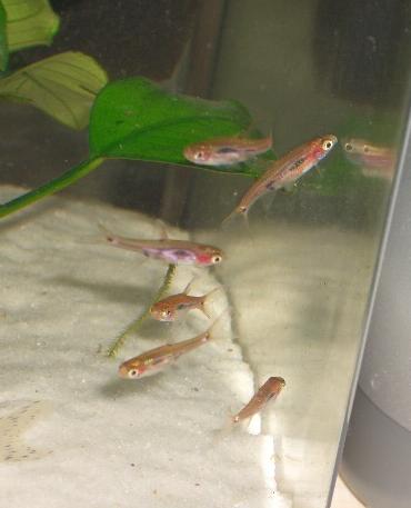 ボララス・ビリジッタエ 8.19