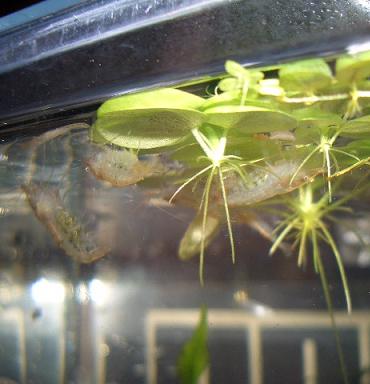 抱卵稚エビ３匹 7.26