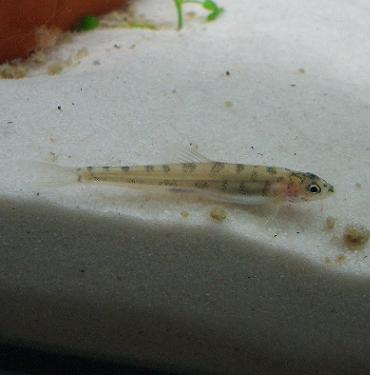 丸々ポルカドットさん 1.30