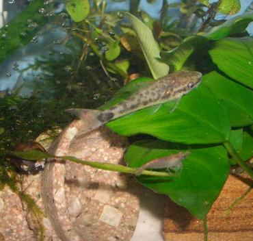 オトシンクルス 8.19