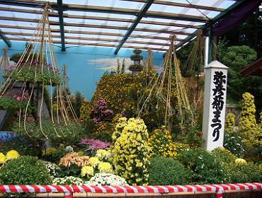 兼六園を模した菊の庭 11.3