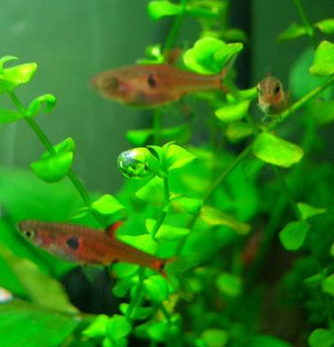 ラージパールの気泡とマキュラータたち 1.30