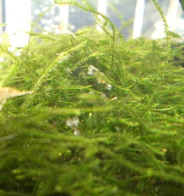 メダカの卵 6.18