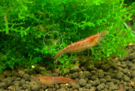 稚チェリーのサイズ 4,2