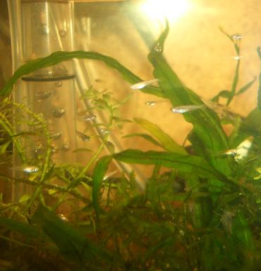 メダカの稚魚 1.10