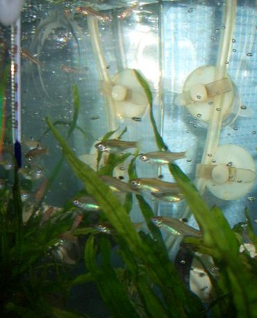 ボララスとラスボラ 8.19