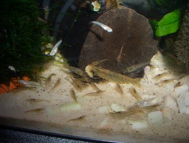 ミナミヌマエビ 7.26