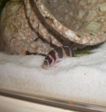 クーリーのドアップ 8.19