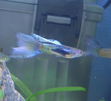 ブルーグラス・グッピー 1.31