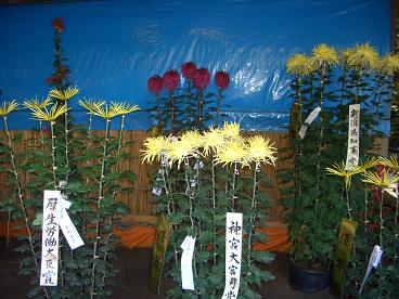 変わった菊たち 11.3