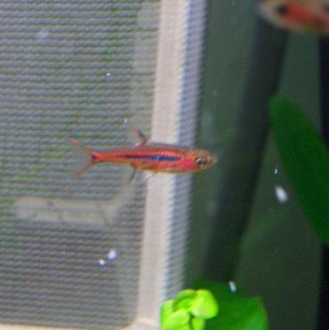 ボララス･ブリジッタエ 1.17