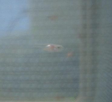 お腹ぽんぽんのグッピー稚魚 1.31