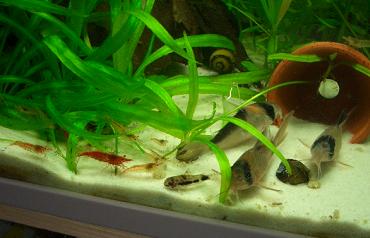 コリさんとチェリーさん 1.10.JPG