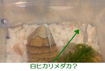 新入り白メダカ（ヒカリ）