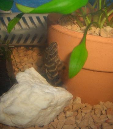 タイガープレコ 1.16