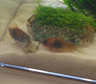 ベネズエラオレンジ 8.19