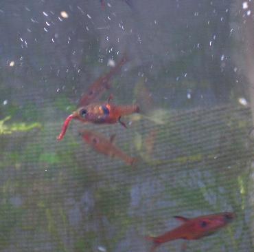 ボララス・ミクロス・レッド 1.17