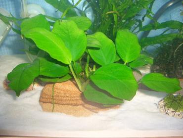 アヌビアス・ナナ 7.21