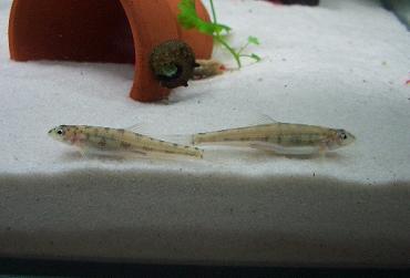 ポルカドットローチ 2.1