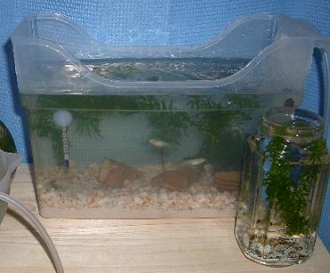メダカ水槽 5.24