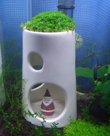 エビタワー（キューバパールグラス） 12.19